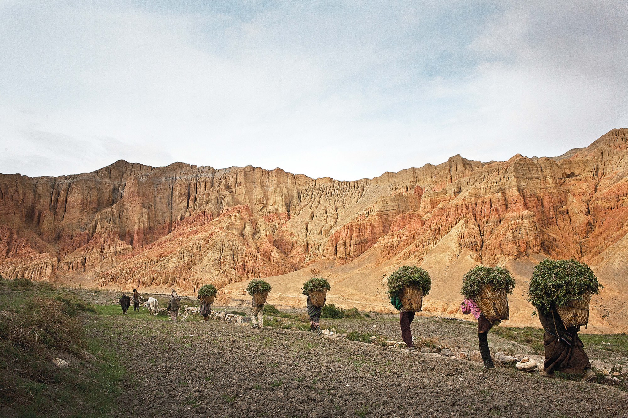 A line of villagers carry loads of green fodder on their backs beneath red cliffs in Upper Mustang